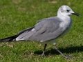 Laughing Gull - Bayfront Park (J St.), San Diego, California, 11/19/2015