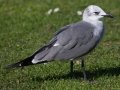 Laughing Gull - Bayfront Park (J St.), San Diego, California, 11/19/2015