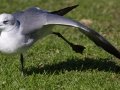 Laughing Gull - Bayfront Park (J St.), San Diego, California, 11/19/2015