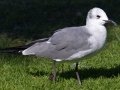 Laughing Gull - Bayfront Park (J St.), San Diego, California, 11/19/2015