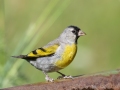 Lawrence's Goldfinch