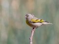Lawrence's Goldfinch
