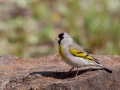 Lawrence's Goldfinch