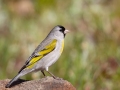 Lawrence's Goldfinch