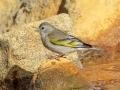 Lawrence's Goldfinch