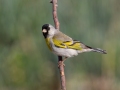 Lawrence's Goldfinch