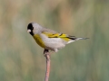 Lawrence's Goldfinch