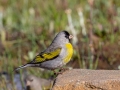 Lawrence's Goldfinch