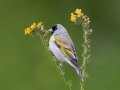 Lawrence's Goldfinch
