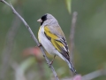 Lawrence's Goldfinch