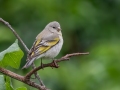 Lawrence's Goldfinch