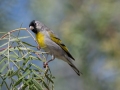 Lawrence's Goldfinch