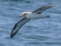 Layson Albatross, San Diego Pelagic, 9-mile bank east, San Diego, California, 5/16/2015