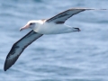 Laysan Albatross