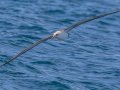 Layson Albatross, San Diego Pelagic, 9-mile bank east, San Diego, California, 5/16/2015