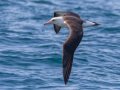 Layson Albatross, San Diego Pelagic, 9-mile bank east, San Diego, California, 5/16/2015