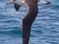 Laysan Albatross