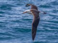 Layson Albatross, San Diego Pelagic, 9-mile bank east, San Diego, California, 5/16/2015