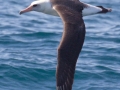 Laysan Albatross