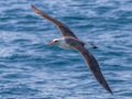 Layson Albatross, San Diego Pelagic, 9-mile bank east, San Diego, California, 5/16/2015
