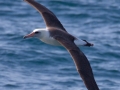 Laysan Albatross