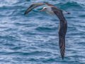 Layson Albatross, San Diego Pelagic, 9-mile bank east, San Diego, California, 5/16/2015