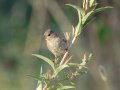 Lazuli Bunting - Lake Hodges--east end (footbridge, lakebed, scrub), San Diego, California, 10/1/2016