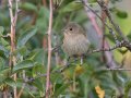 Lazuli Bunting - Lake Hodges--east end (footbridge, lakebed, scrub), San Diego, California, 10/1/2016