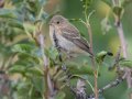 Lazuli Bunting - Lake Hodges--east end (footbridge, lakebed, scrub), San Diego, California, 10/1/2016