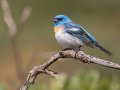 Lazuli Bunting - Ramona Grasslands Preserve--Wildflower Loop, San Diego, California, 5/17/2016