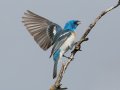 Lazuli Bunting - Ramona Grasslands Preserve--Wildflower Loop, San Diego, California, 5/17/2016