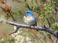Lazuli Bunting - Ramona Grasslands Preserve--Wildflower Loop, San Diego, California, 5/17/2016