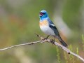 Lazuli Bunting - Ramona Grasslands Preserve--Wildflower Loop, San Diego, California, 5/17/2016
