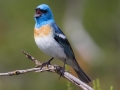 Lazuli Bunting