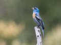 Lazuli Bunting - Ramona Grasslands Preserve--Wildflower Loop, San Diego, California,5/19/2016