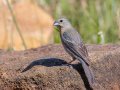 Lazuli Bunting - Lake Cuyamaca, San Diego, California, 7/7/2015