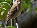 Lazuli Bunting