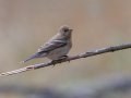 Lazuli Bunting - Luelf Pond Preserve, San Diego, California, 5/9/2013