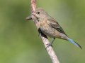 Lazuli Bunting - Lake Hodges--east end (footbridge, lakebed, scrub), San Diego, California, 8/13/2019