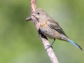 Lazuli Bunting