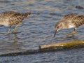 Least Sandpiper - Prado Regional Park, San Diego, California, 1/17/2018