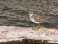 Least Sandpiper - Prado Regional Park, San Diego, California, 1/17/2018