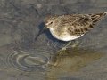 Least Sandpiper - Hotel del Coronado & beach San Diego, California, 12/11/2018