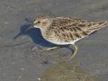 Least Sandpiper - Hotel del Coronado & beach San Diego, California, 12/11/2018