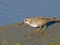 Least Sandpiper - Bolsa Chica Ecological Reserve, Orange, California, 11/29/2019