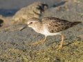 Least Sandpiper - Bolsa Chica Ecological Reserve, Orange, California, 11/29/2019