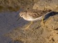 Least Sandpiper - Bolsa Chica Ecological Reserve