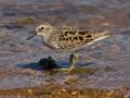 Least Sandpiper - Lake Hodges--east end (footbridge, lakebed, scrub), San Diego, California, 4/12/2015