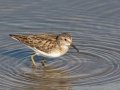 Least Sandpiper - Bolsa Chica Ecological Reserve, Orange, California, 11/29/2019