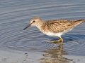 Least Sandpiper - Seacoast Drive to Tijuana River mouth, San Diego County, 1/30/2019